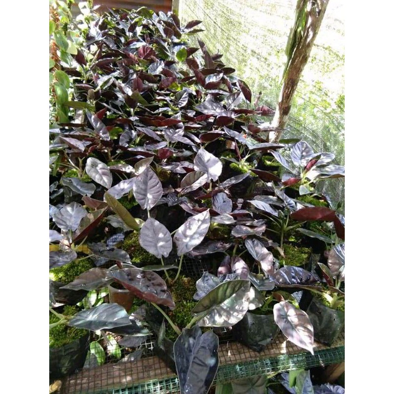 Alocasia Black Infernalis