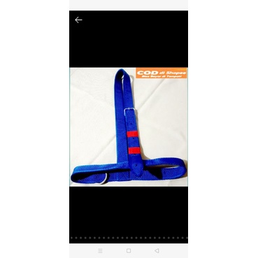 head halter/brangus sapi