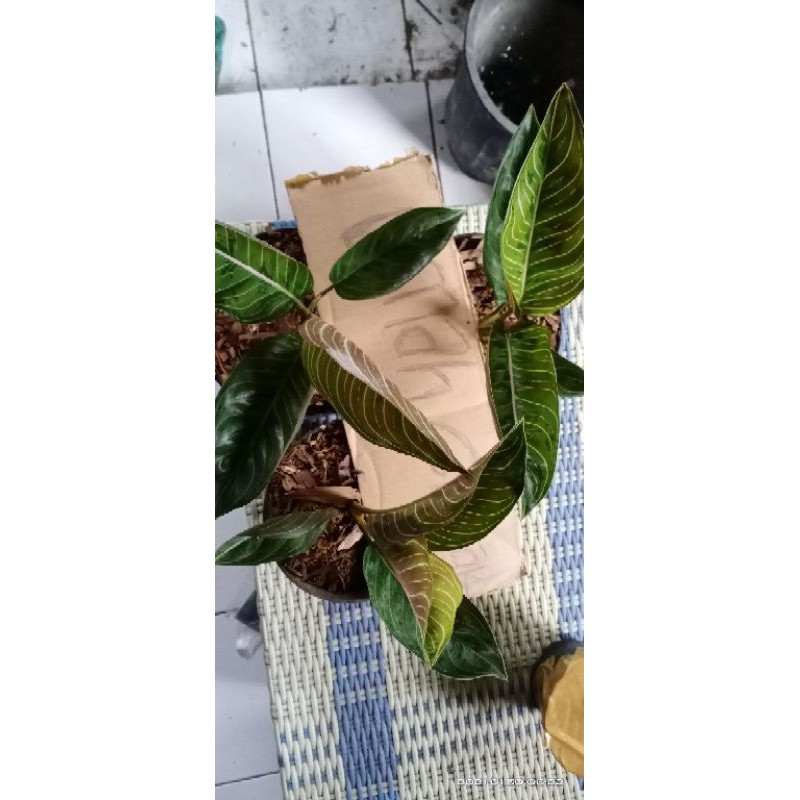real pic aglonema black kresna black krisna daun 4 besar
