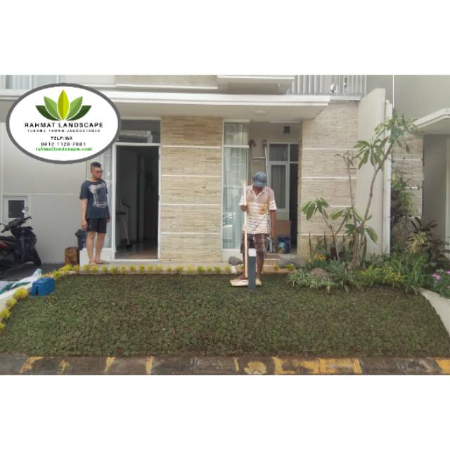 Pasang rumput gajah mini - rumput gajah mini - pasang rumput taman - rumput taman gajah mini - gajah