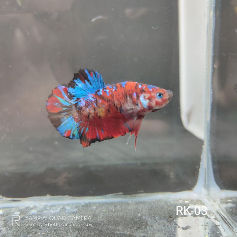 Realpict Ikan Hias Cupang Red Koi Galaxy Murah Cupang Betta RK-03