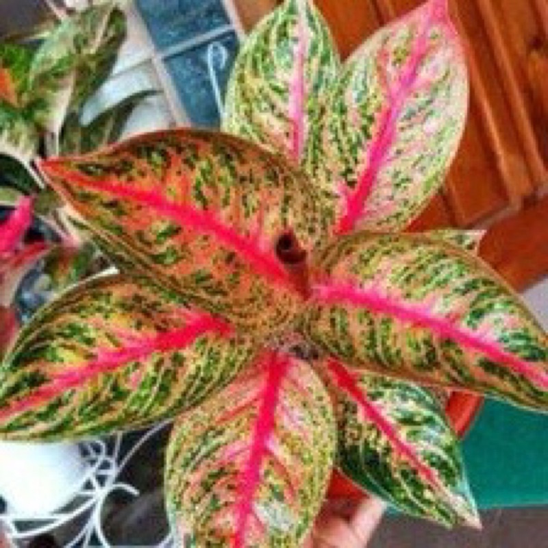 beby aglonema widuri lilin 1 pucuk daun