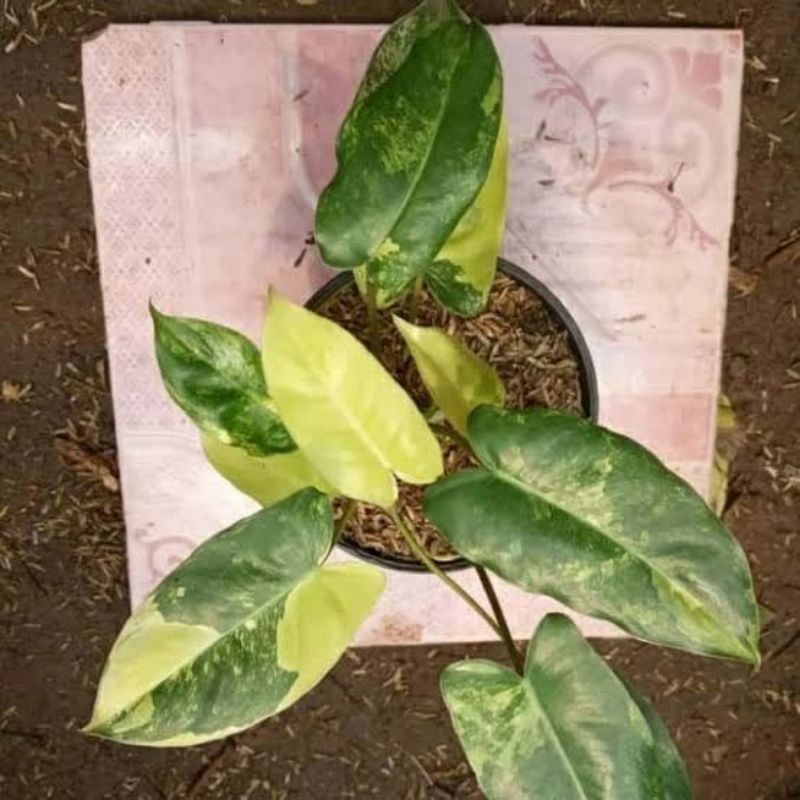 brekele varigata