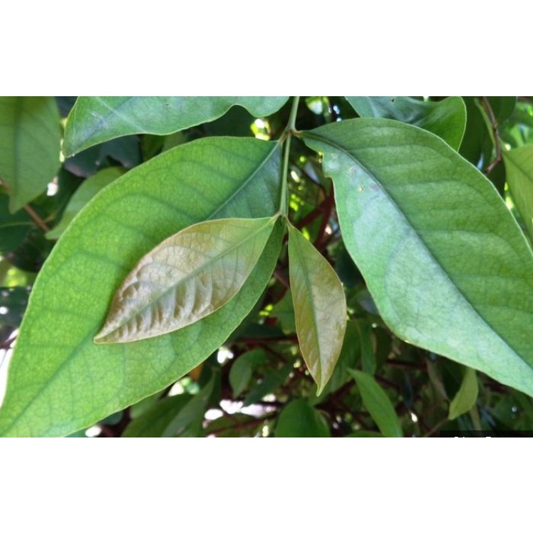 

Daun Salam 25 gr