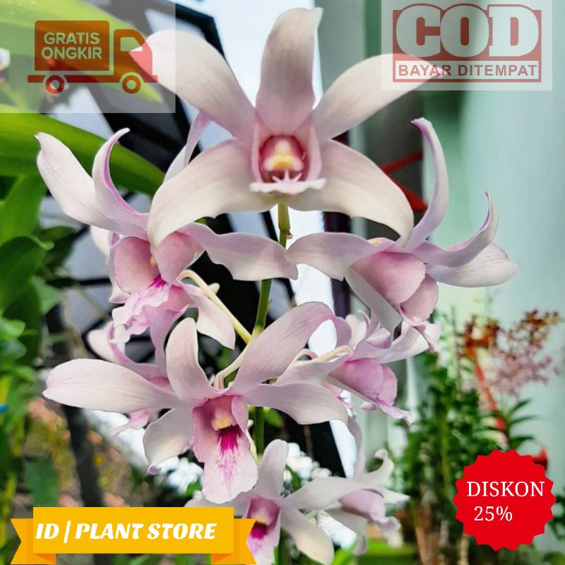 Anggrek Ddendrobium dewasa chanel harum-anggrek dendrobium spike-tanaman hidup
