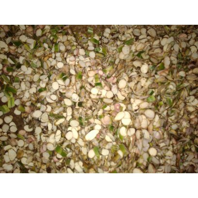 Simplisia Jeringau~ Rhizoma Dringo~ Rimpang rajang kering