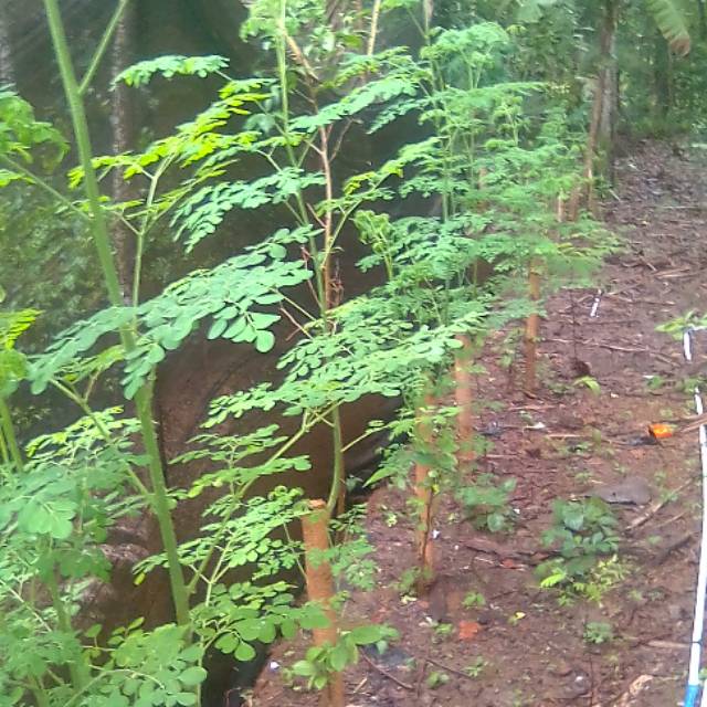 Daun kelor segar 1kg // kelor segar // kelor // daun kelor