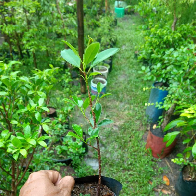bibit kimeng stek murah bahan bonsai