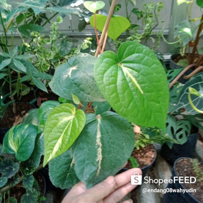 tanaman sirih asli varigata langka murah