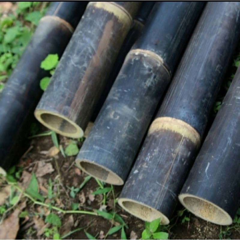 bambu hitam/bambu wulung panjang 100cm