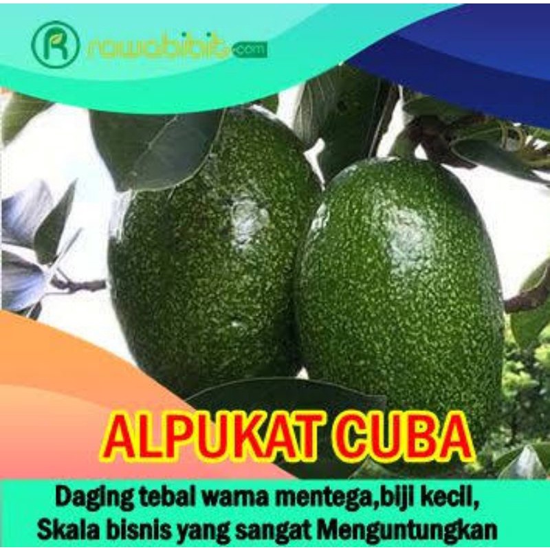 Bibit Alpukat Import Alpukat Cuba Original