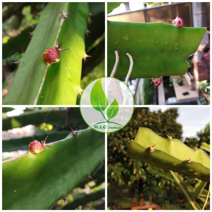 Bibit buah naga kuning/pohon naga