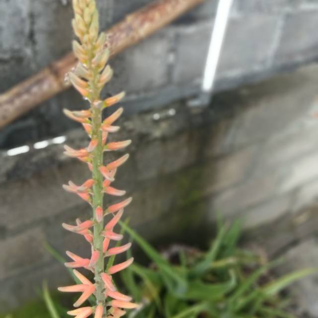 Bunga Lidah Buaya