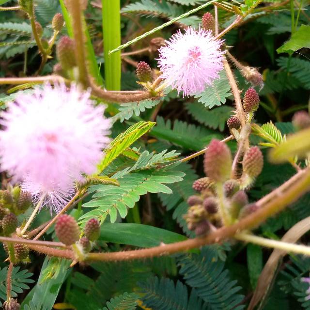 

Herbal daun putri malu segar / kucingan