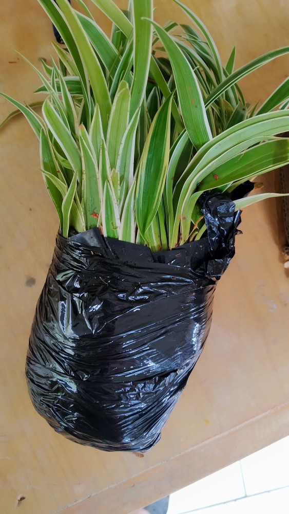 Tanaman Hias Lily Paris - Pohon Lili Palis