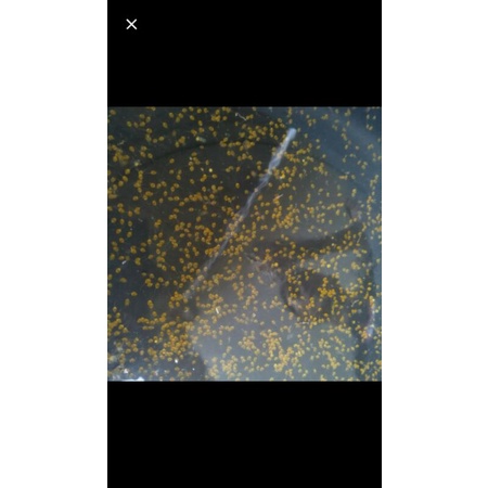 TELUR LARVA IKAN GURAME SOANG PAKET 1000 EKOR/BUTIR