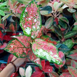 TANAMAN HIAS AGLAONEMA  AGLONEMA THAILAND  JENIS  DUD 3 