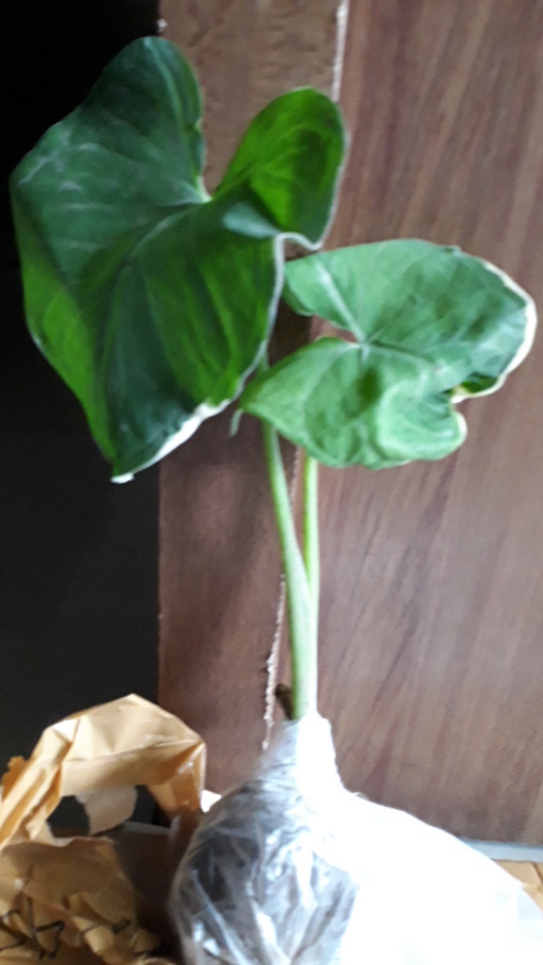 Keladi Tikus Variegata (mickey Mouse)