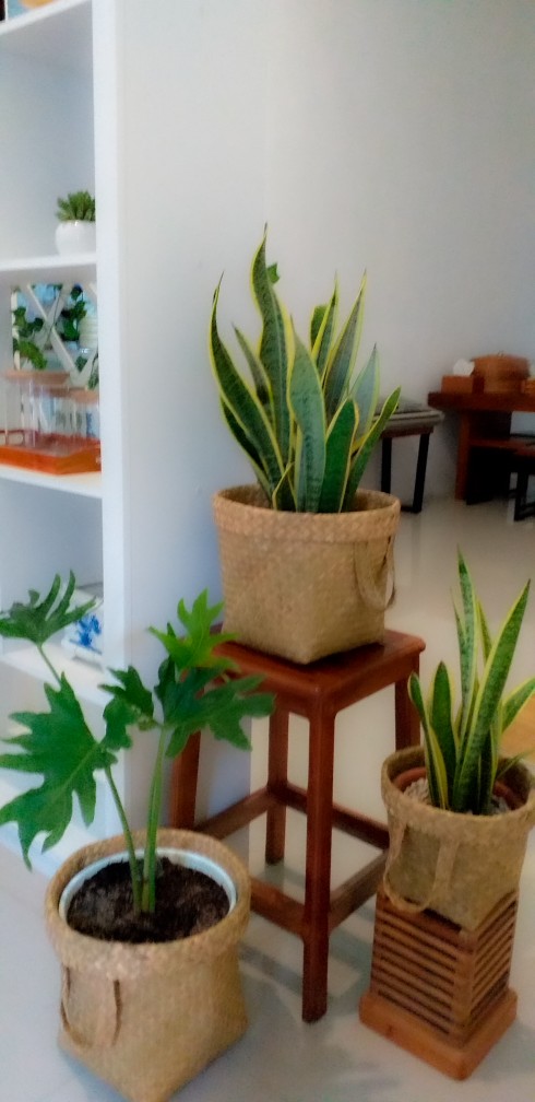 Paket 11 Pcs Purun (1 Kg), Premium Quality