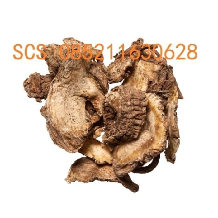 

100 G GR GRAM DU HUO PIAN SLICED DOUBLETEETH PUBESCENT ANGELICA ROOT