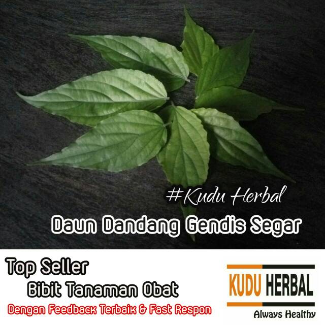 

Dandang Gendis Daun Segar I Asli I Tanaman I Ki Tajam Gendhis I Clinacanthus nutans Herbal Diabetes