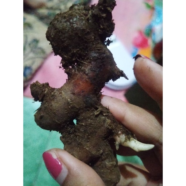 

jahe merah berkualitas oke