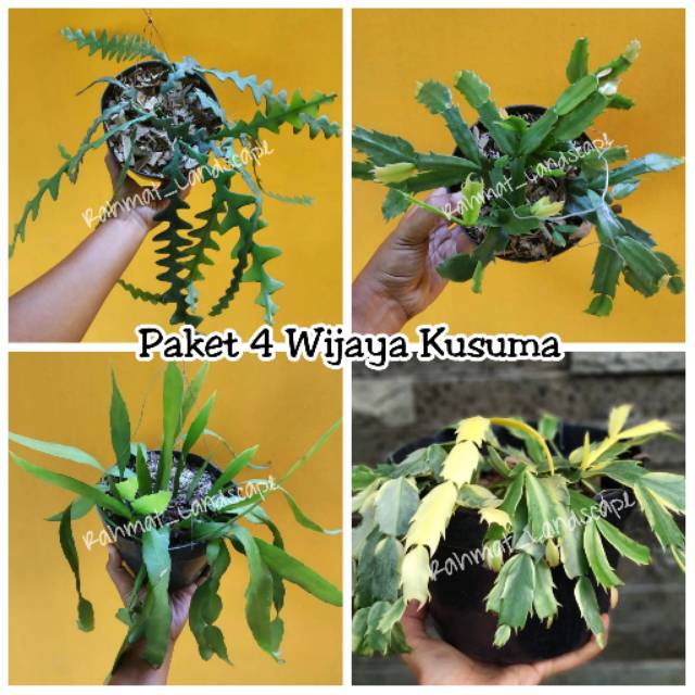 Paket 4 tanaman bunga wijaya kusuma / tanaman hias wijaya kusuma / tanaman gantung wijaya kusuma