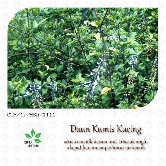 

Daun Kumis Kucing Segar 500 gram Basah Fresh Obat Ramuan dan Jamu Herbal