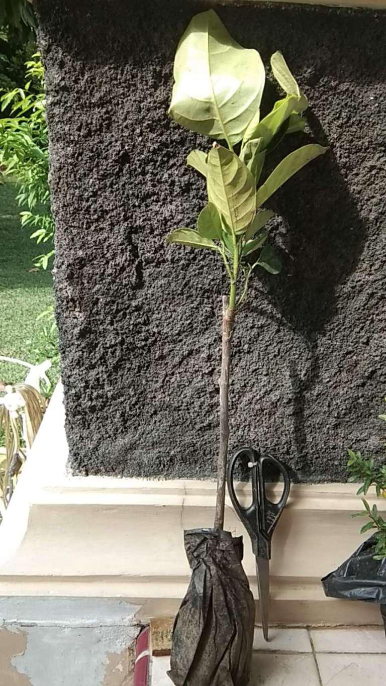 Bibit Nangka Madu Unggul