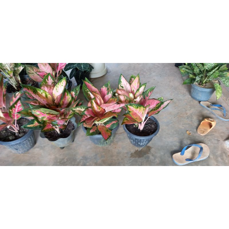 aglonema kocin rumpun 5