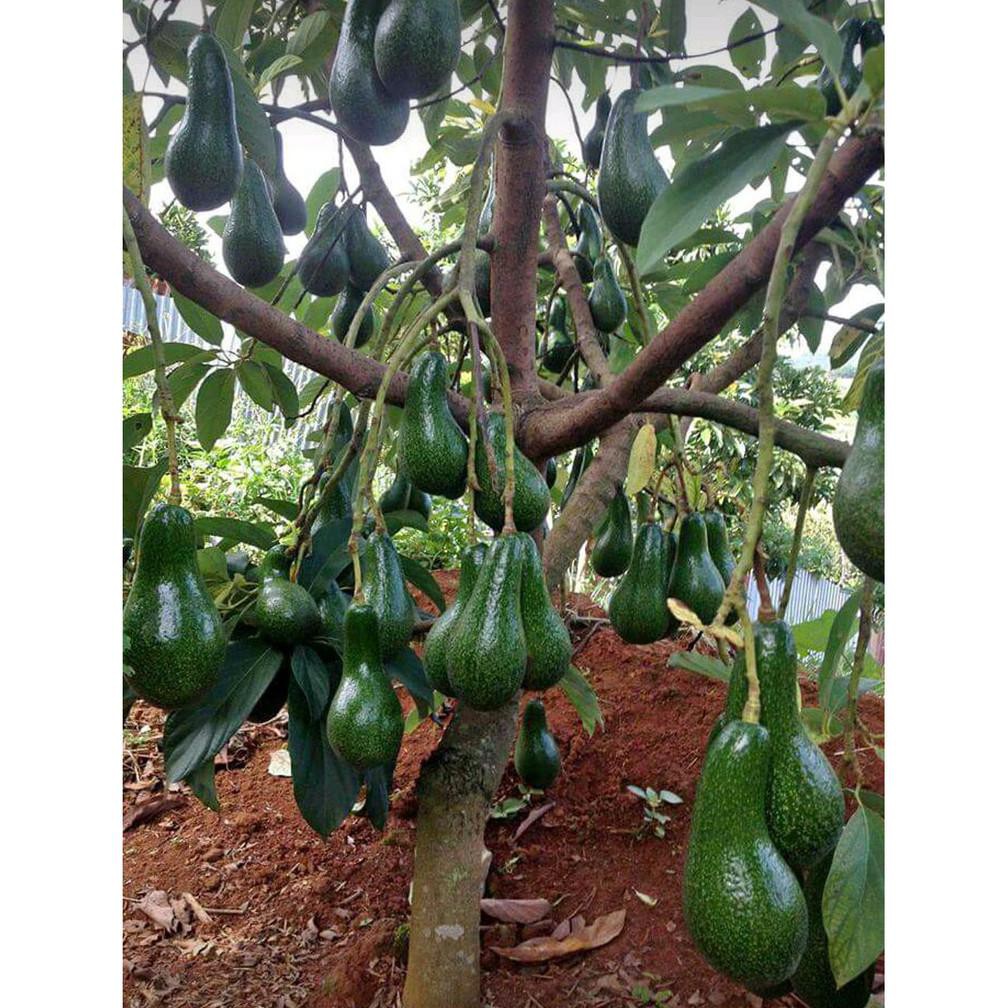 MerAh Benih Bibit Buah Terlaris Bibit Pohon Buah Alpukat Aligator Jumbo Obr