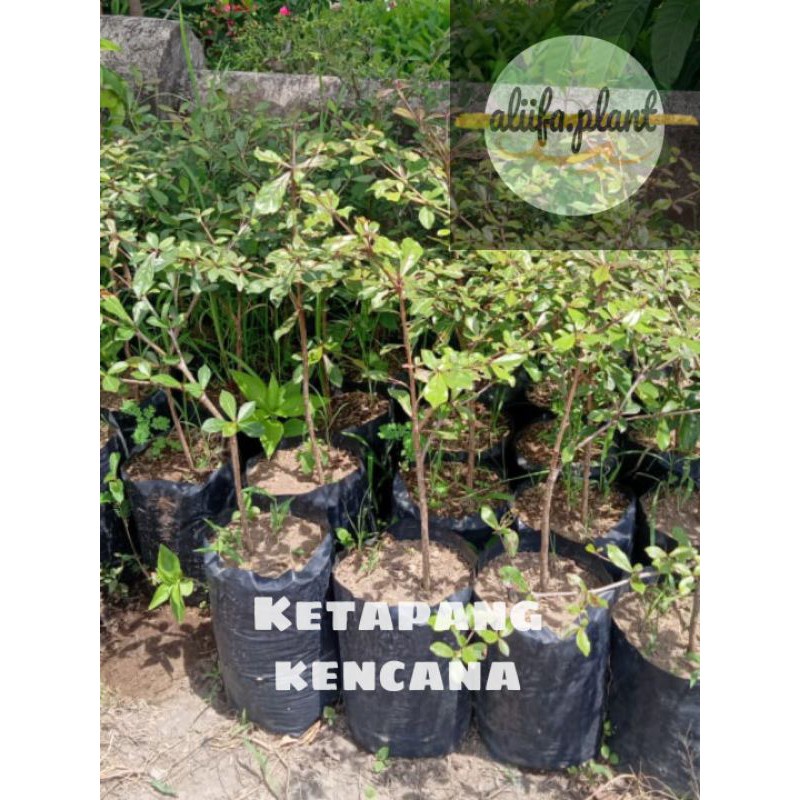 Ketapang kencana // ketapang kencana