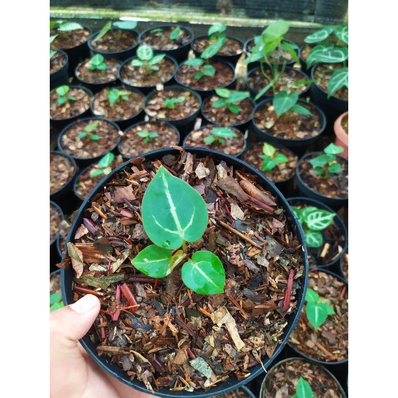Anthurium forgeti x kuping gajah silver | hybrid | Bisa COD (BAYAR DI TEMPAT)