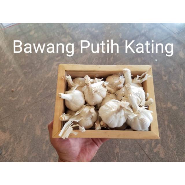

Bawang Putih Kating