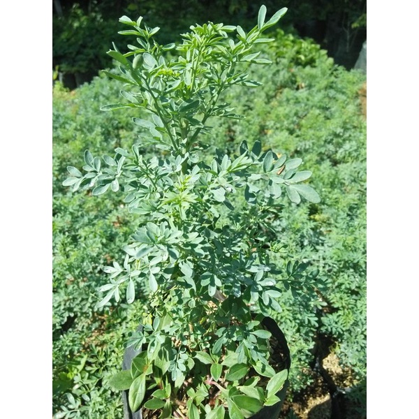 Tanaman Herbal - Inggu