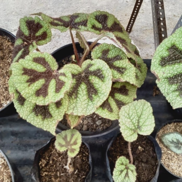 MURAH Tanaman Hias Begonia Iron Cros / Masoniana / Begonia Tapak Macan