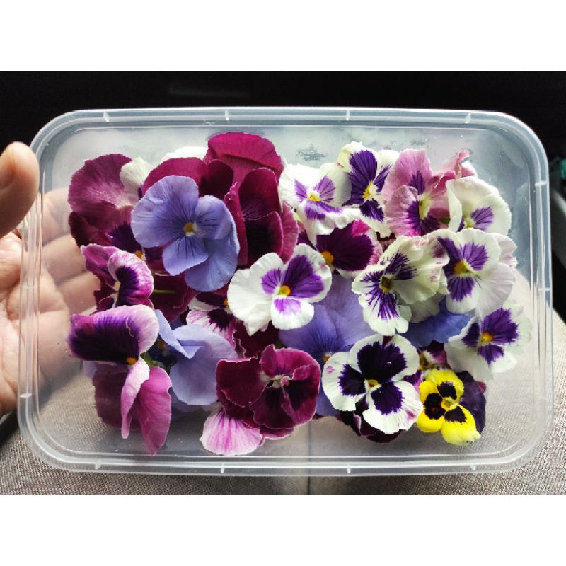 

Edible Flower Pansy