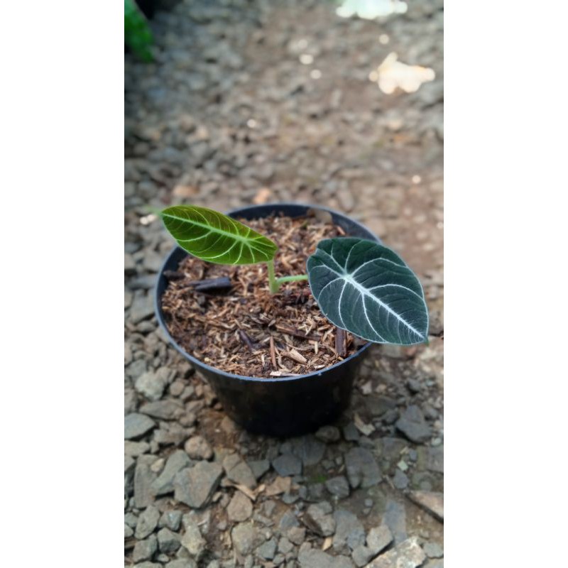 bibit tanaman hias alocasia black velvet
