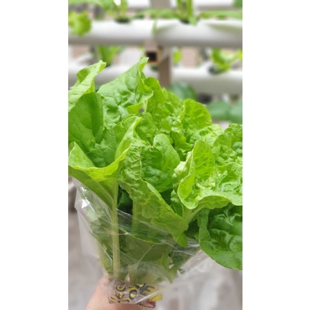 

Sayur Sam Hong hidroponik GOOD VEGGIE segar dan Fresh tanpa bahan Pestisida