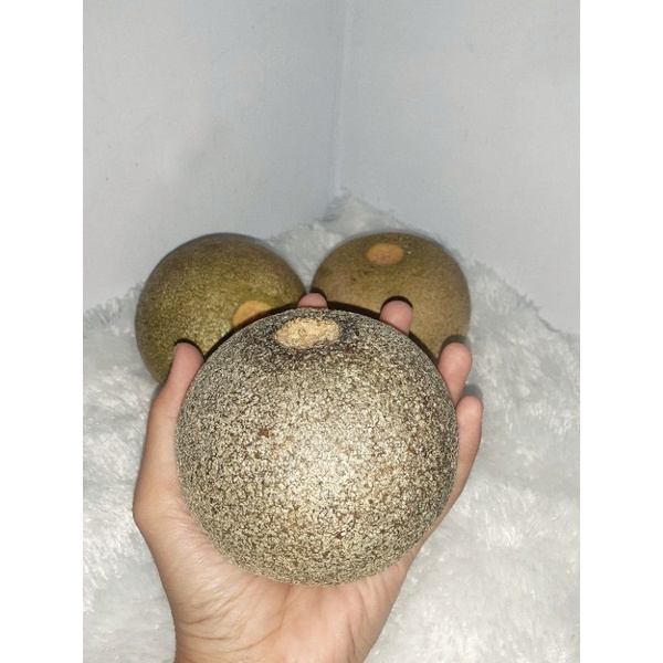 

BUAH KAWISTA/KISTO/KINCO/KAWIS SEGAR 1 BUAH MASAK POHON