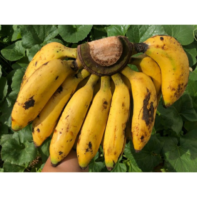 

PISANG ULI 1 KG LEBIH