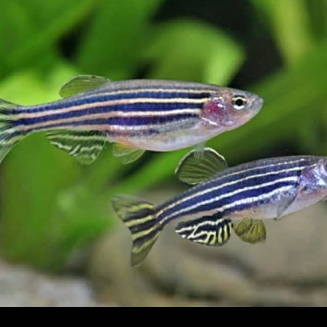 

Blue Danio