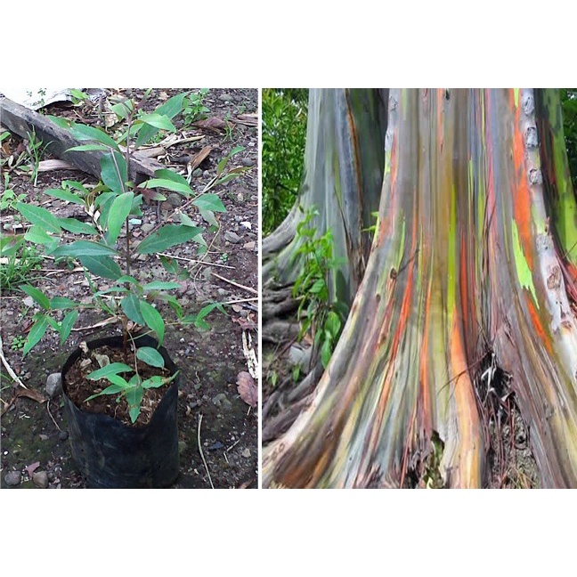 Jual Produk Terbaru Bibit Pohon Rainbow Eucalyptus Pohon Pelangi Eucalyptus Deglupta Shopee