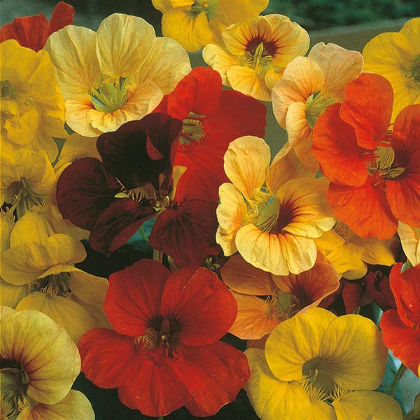 PAKET HEMAT - Benih Bunga Nasturtium 6 Varian Jenis Flower Seeds - Total 18 Biji