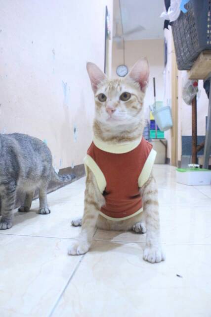 Kaos polos coklat untuk kucing &amp; anjing /Jual Baju Kucing Terlengkap &amp; Berkualitas size S-XL