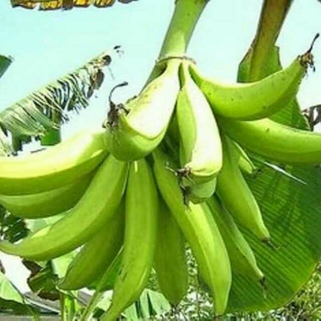 

Pisang Tanduk Mentah Sukabumi