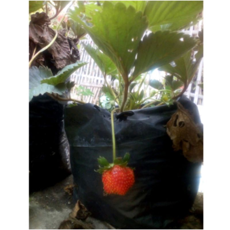 Bibit Buah Stroberi merah