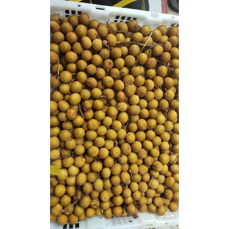 

kelengkeng impor murah