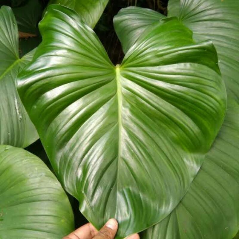 Jual Homalomena Rubescens tanaman hias | Shopee Indonesia