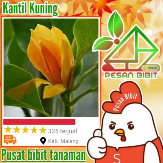 Bibit tanaman bunga kantil kuning KEMBANG KANTIL KUNING